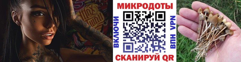 Псилоцибиновые грибы Psilocybe где купить наркоту Кондопога